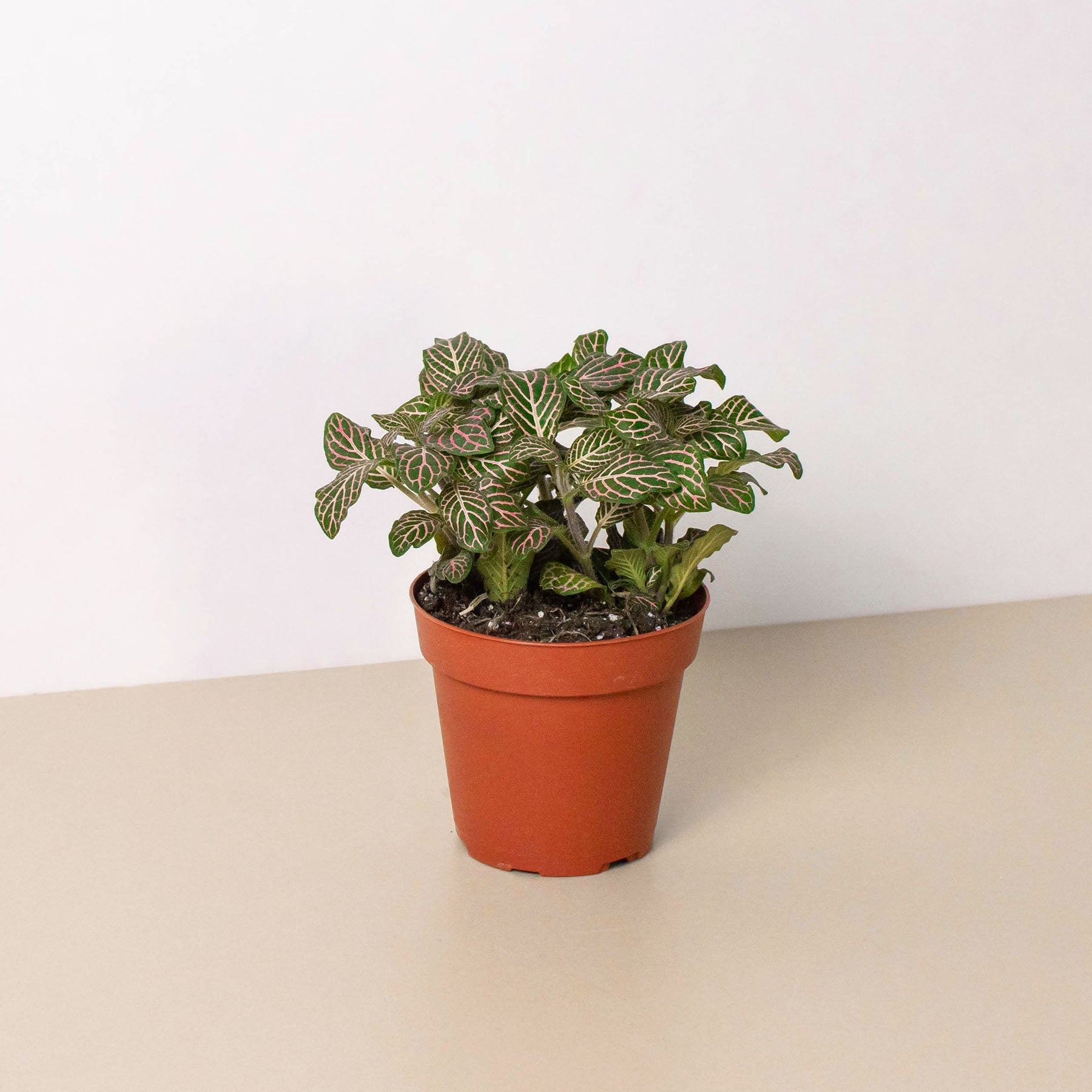 Fittonia 'Pink' 4" Pot Indoor Plants House Plant Shop