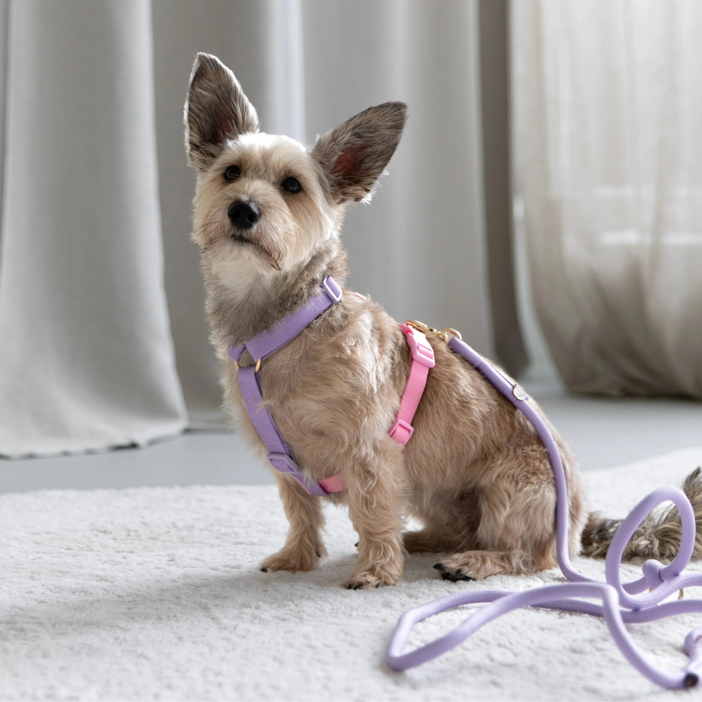 Lavender and Pink - Dog Harness Strap Harness FURLOU