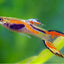 Assorted Endler's Livebearer GUPPY Danaqua Live Fish & More