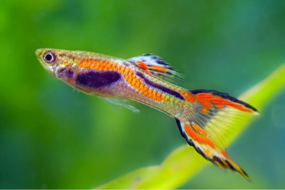 Assorted Endler's Livebearer GUPPY Danaqua Live Fish & More