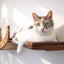 Double Cat Hammock and Climbing Bridge Combo Cat Bridge Catastrophic Creations