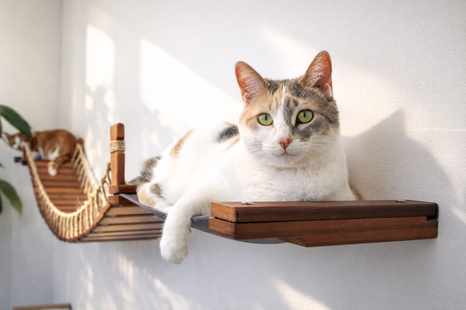 Double Cat Hammock and Climbing Bridge Combo Cat Bridge Catastrophic Creations