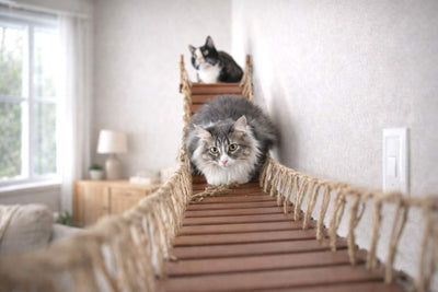 Cat Bridge for Wall Cat Bridge Catastrophic Creations