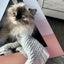 'Wavey' Cardboard Cat Pyramid KittyKardboard