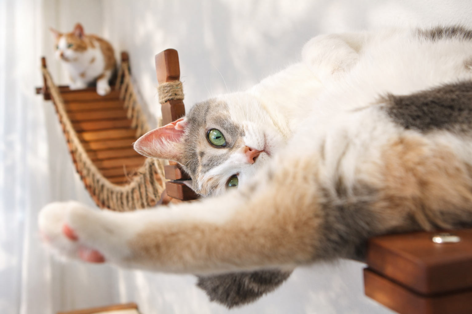 Double Cat Hammock and Climbing Bridge Combo Cat Bridge Catastrophic Creations