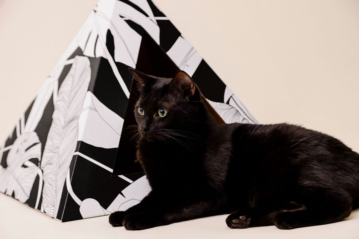 'Dark Paradise' Cardboard Cat Pyramid KittyKardboard