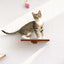 Cat Perch - Wall Mounted and Wooden Cat shelves/bed Catastrophic Creations
