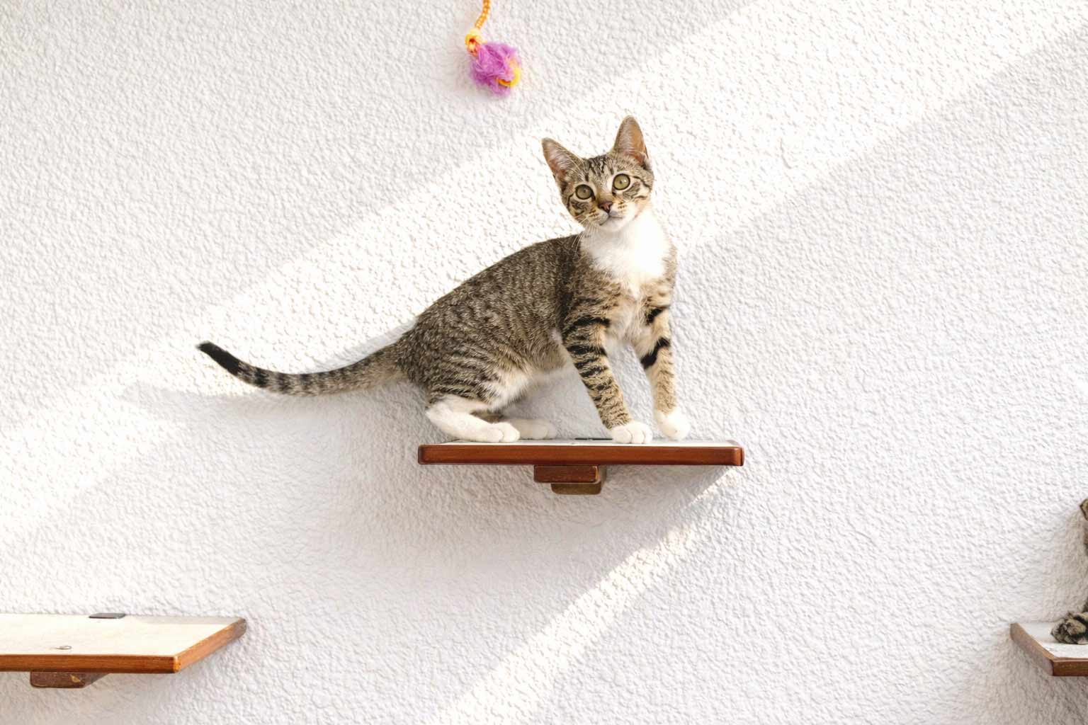 Cat Perch - Wall Mounted and Wooden Cat shelves/bed Catastrophic Creations
