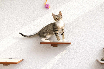Cat Perch - Wall Mounted and Wooden Cat shelves/bed Catastrophic Creations