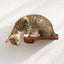 Cat Climbing Shelf Cat shelves/bed Catastrophic Creations