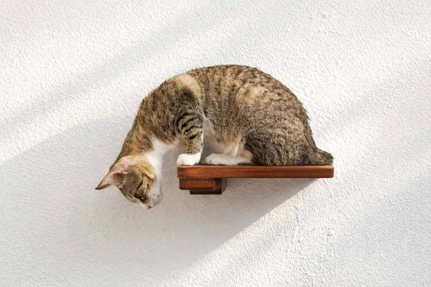 Cat Climbing Shelf Cat shelves/bed Catastrophic Creations