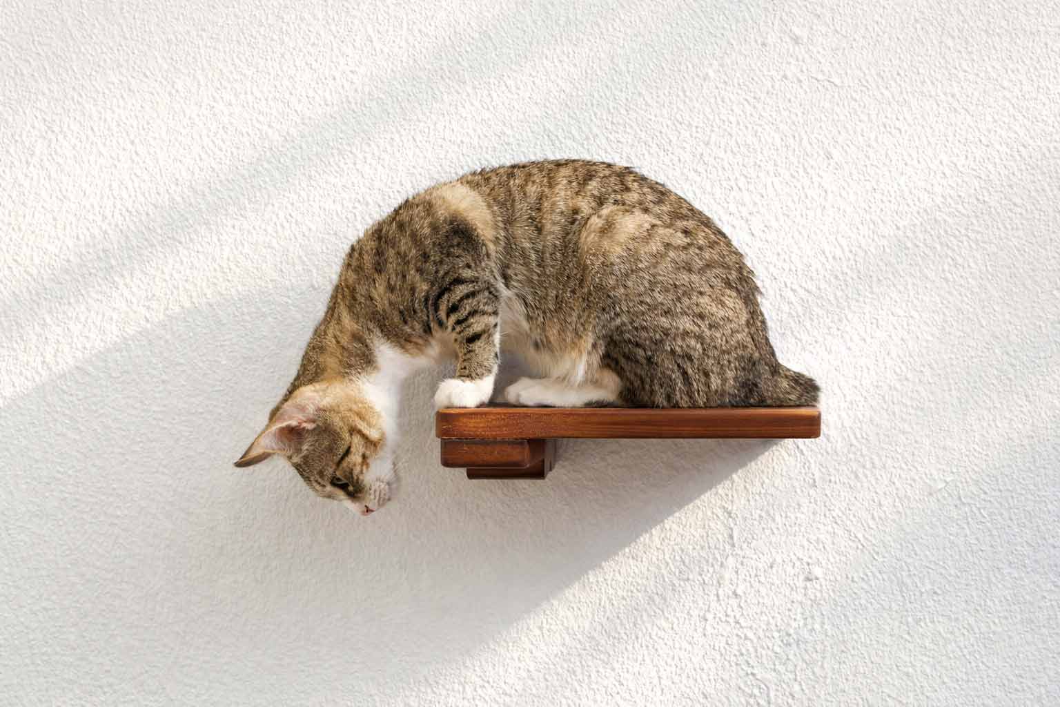 Cat Climbing Shelf Cat shelves/bed Catastrophic Creations