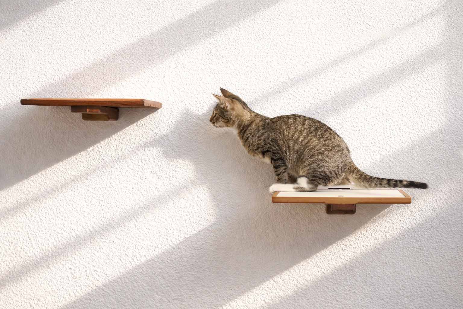 Cat Perch - Wall Mounted and Wooden Cat shelves/bed Catastrophic Creations