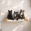 Hanging Cat Bed Hammock Cat Hammock Catastrophic Creations