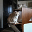 The Overlook - Sturdy - Bamboo Cat Tree Cat Condo Catastrophic Creations