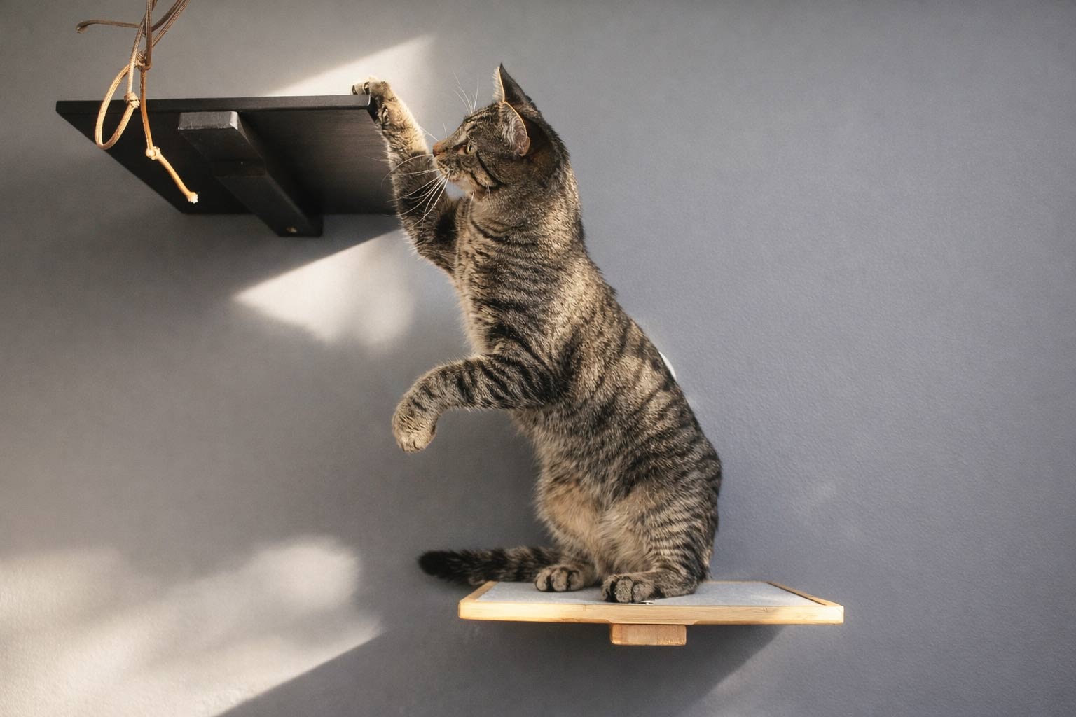 Cat Perch - Wall Mounted and Wooden Cat shelves/bed Catastrophic Creations