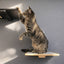 Cat Perch - Wall Mounted and Wooden Cat shelves/bed Catastrophic Creations