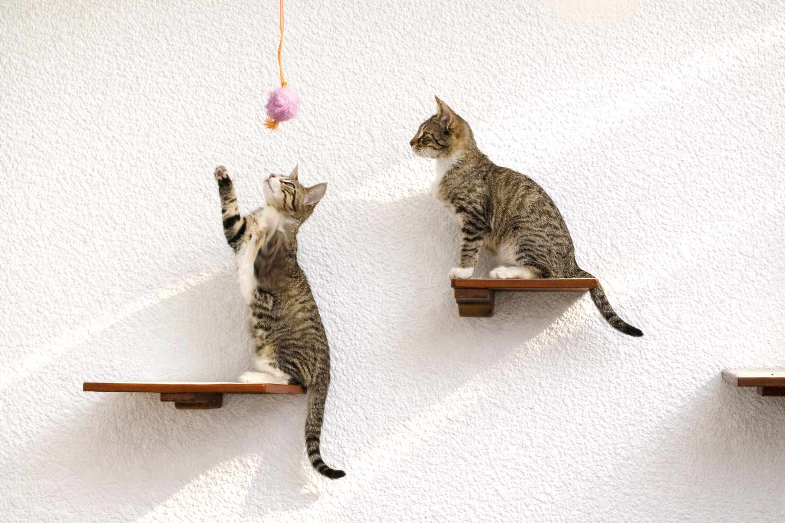 Cat Perch - Wall Mounted and Wooden Cat shelves/bed Catastrophic Creations