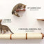 Cat Climbing Shelf Cat shelves/bed Catastrophic Creations