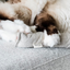Boba & Vespa Cat Kicker Toy for Bunny Kicks Cat Kickers The Kind Pet