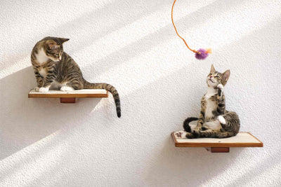 Cat Perch - Wall Mounted and Wooden Cat shelves/bed Catastrophic Creations