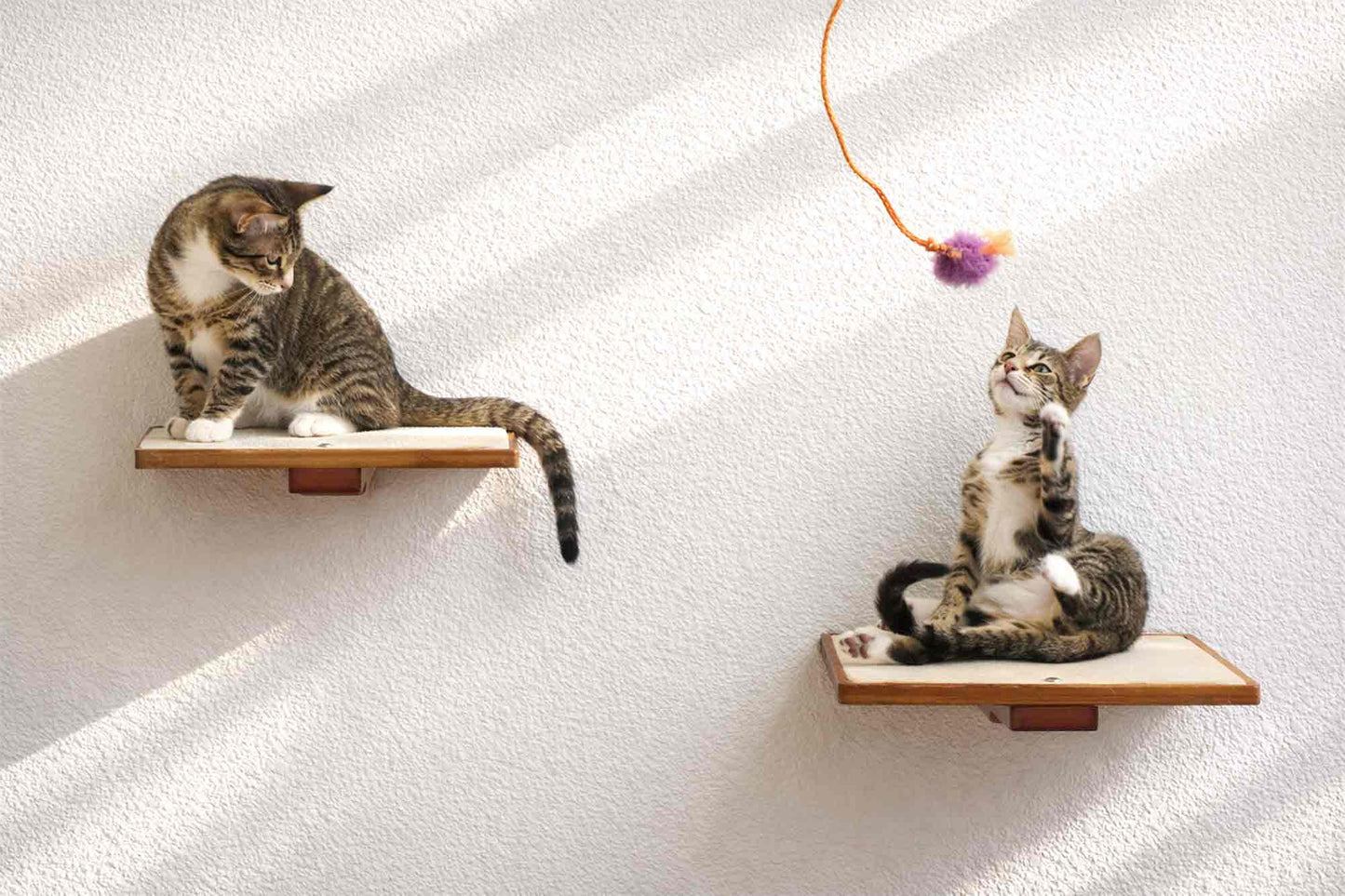 Cat Perch - Wall Mounted and Wooden Cat shelves/bed Catastrophic Creations