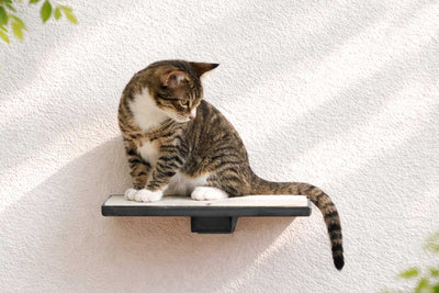 Cat Perch - Wall Mounted and Wooden Onyx Bamboo Cat shelves/bed Catastrophic Creations