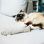 Boba & Vespa Cat Kicker Toy for Bunny Kicks Cat Kickers The Kind Pet