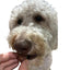 Freeze-Dried Duck Hearts, 3 oz, Single Ingredient Dog & Cat Treats, USA Made Dog Treats Quailz.com by Undique LLC