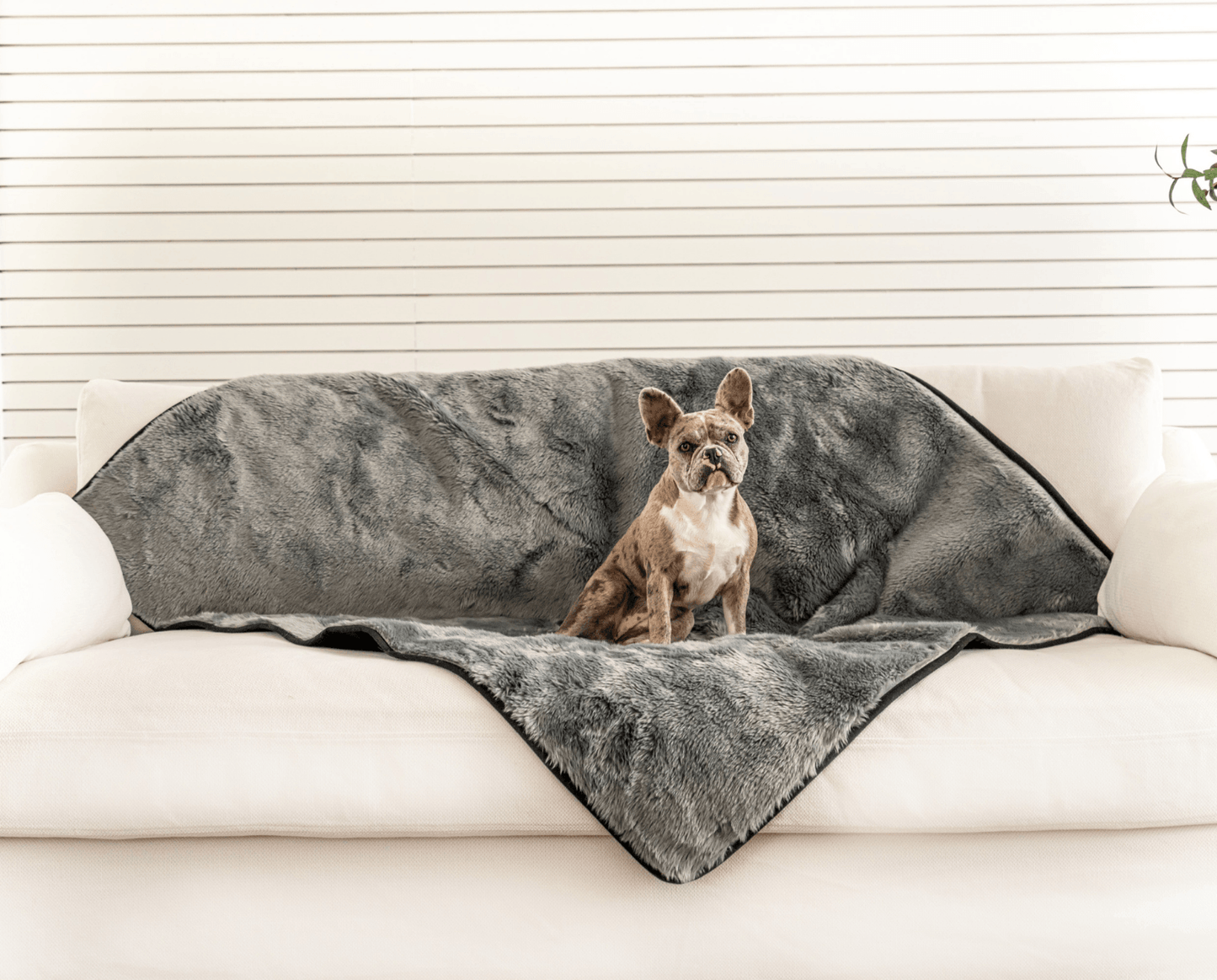 PupProtector™ Summer Short Fur Waterproof Throw Blanket - Charcoal Grey Dog Blanket Paw.com