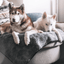 PupProtector™ Summer Short Fur Waterproof Throw Blanket - Charcoal Grey Dog Blanket Paw.com