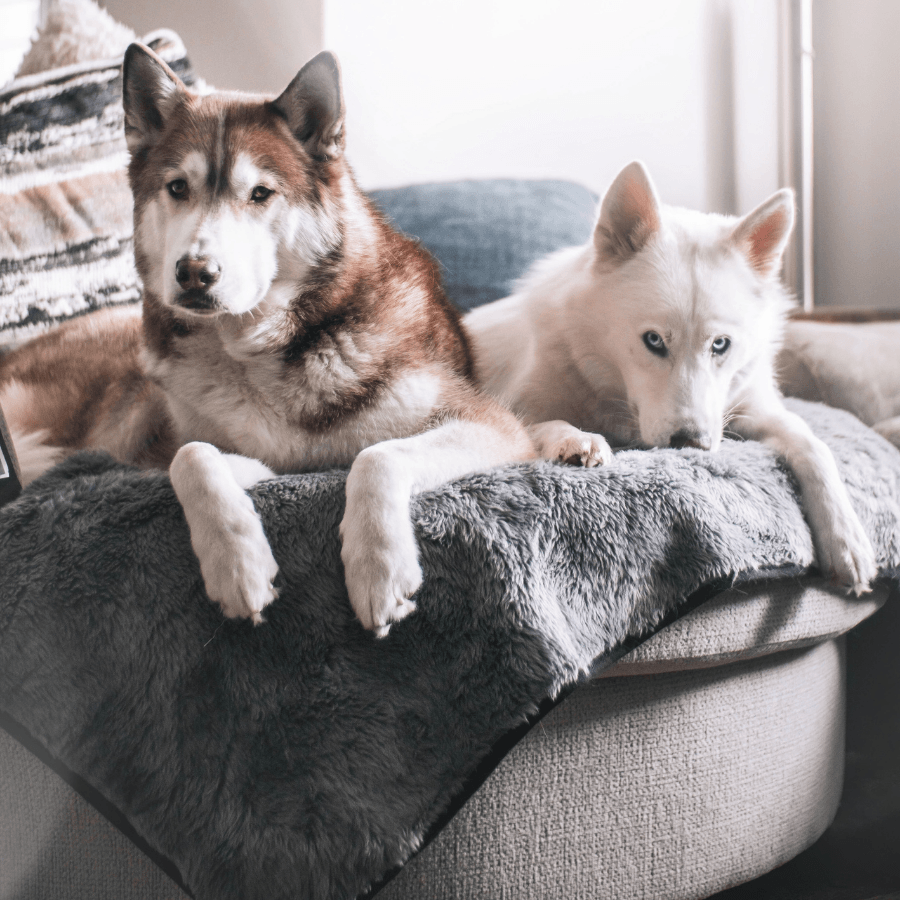 PupProtector™ Summer Short Fur Waterproof Throw Blanket - Charcoal Grey Dog Blanket Paw.com