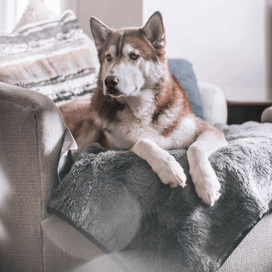 PupProtector™ Summer Short Fur Waterproof Throw Blanket - Charcoal Grey Dog Blanket Paw.com