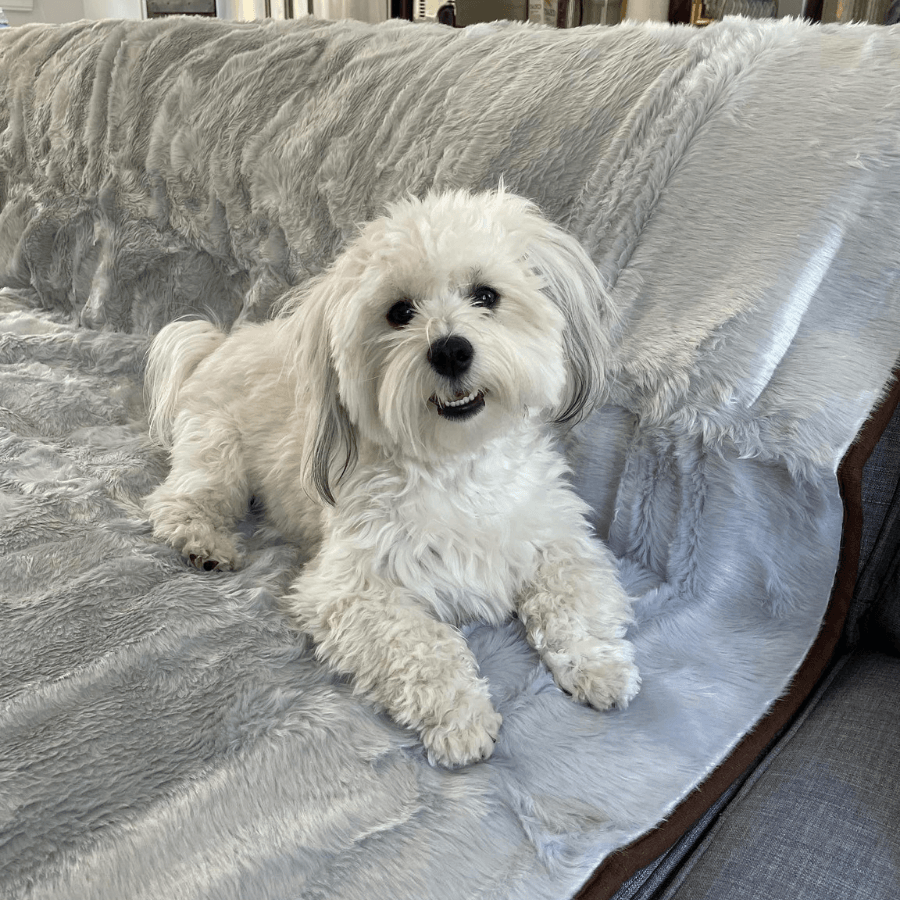 PupProtector™ Summer Short Fur Waterproof Throw Blanket - Grey Dog Blanket Paw.com
