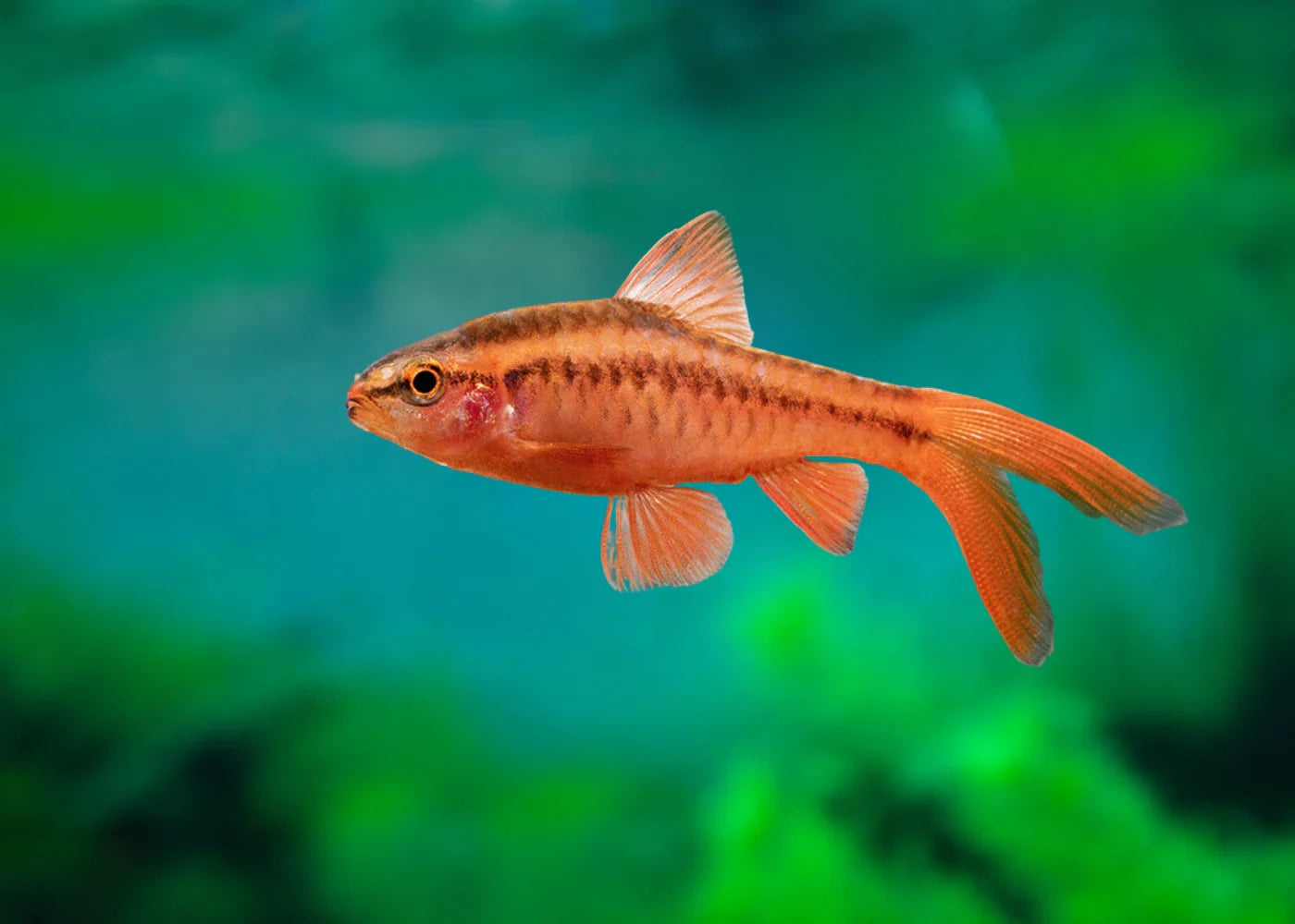 Longfin Cherry Barb PACK OF 6 BARB Danaqua Live Fish & More
