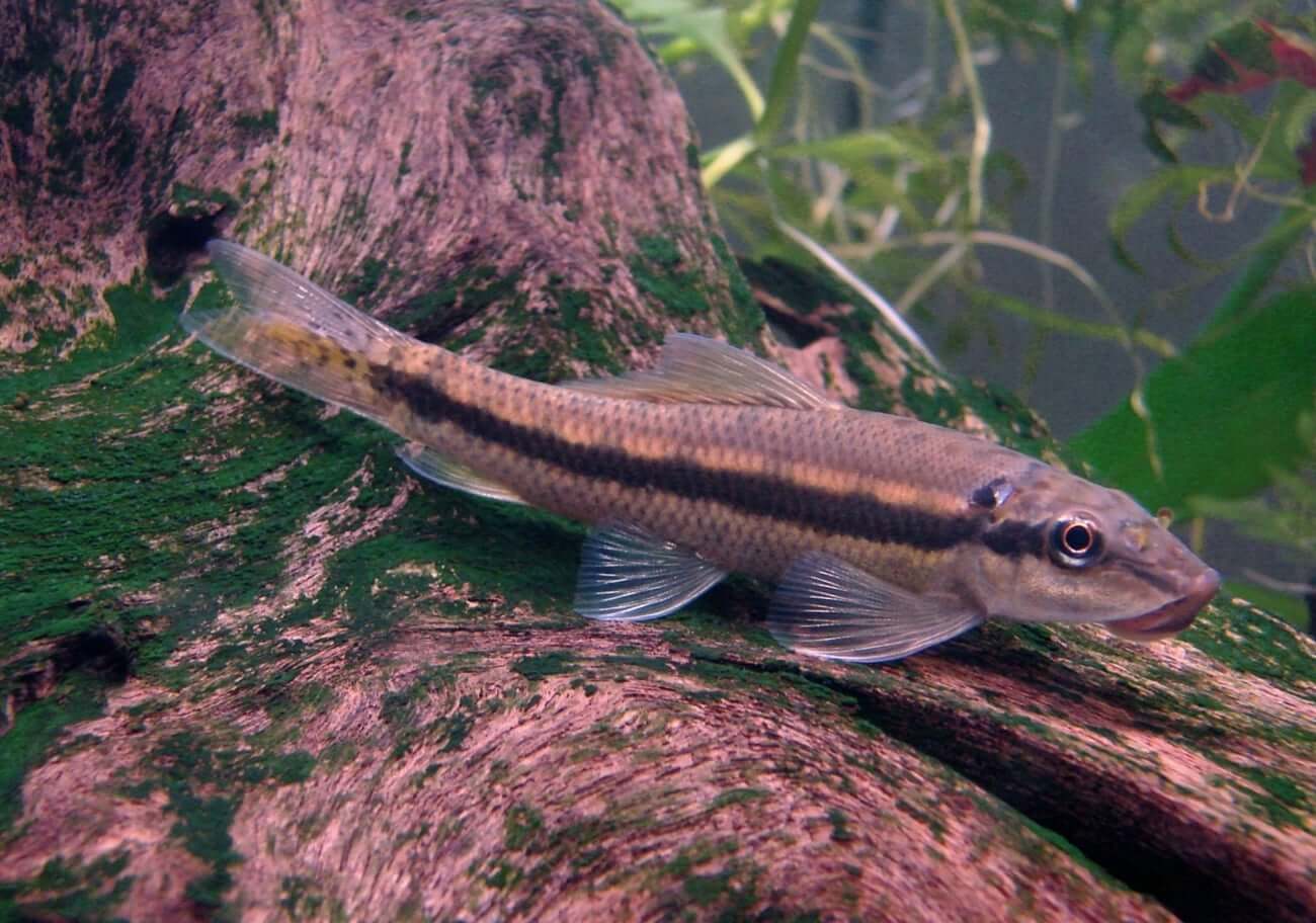 Chinese Algae Eater (Gyrinocheilus aymonieri) CATFISH Danaqua Live Fish & More