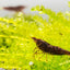 Chocolate Shrimp SHRIMP Danaqua Live Fish & More