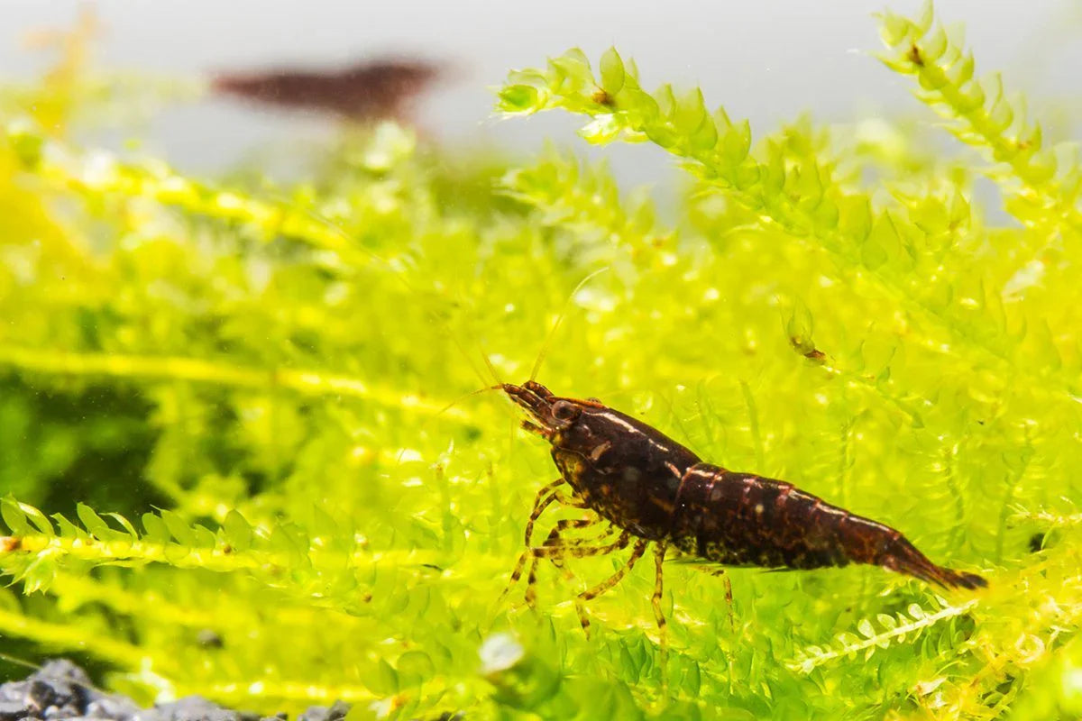 Chocolate Shrimp SHRIMP Danaqua Live Fish & More