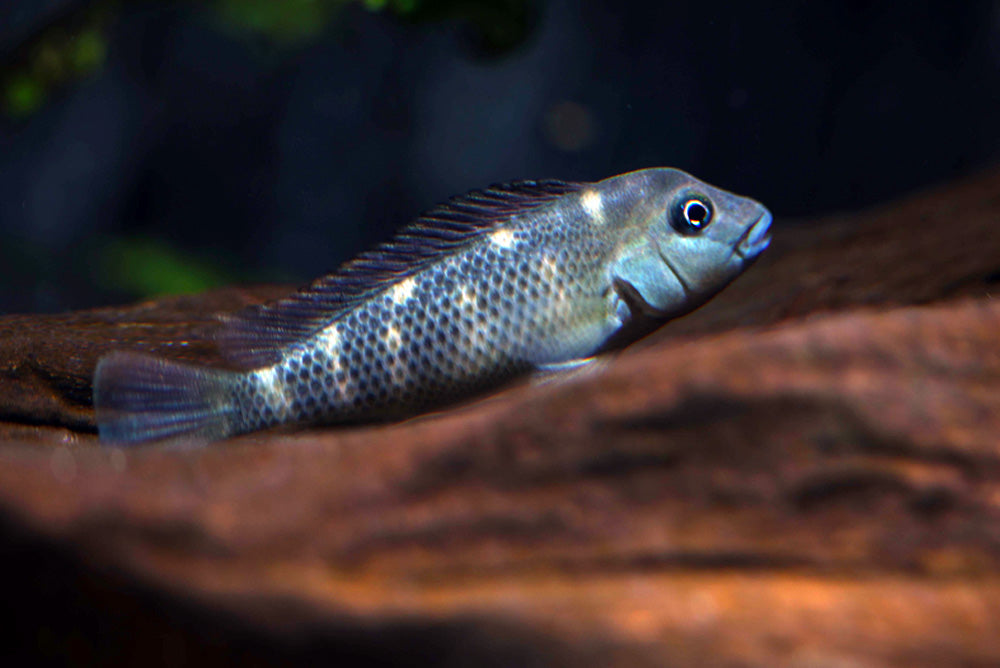 Buffalo Head Cichlid AFRICAN CICHLIDS Danaqua Live Fish & More