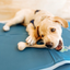 BetterBone LIGHT Chew Toy Dog Toys BetterBone All Natural Eco-Friendly Dog Chews & Bones