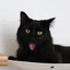 The Climb Condo - Cat Wall Climbing System Cat Condo Catastrophic Creations