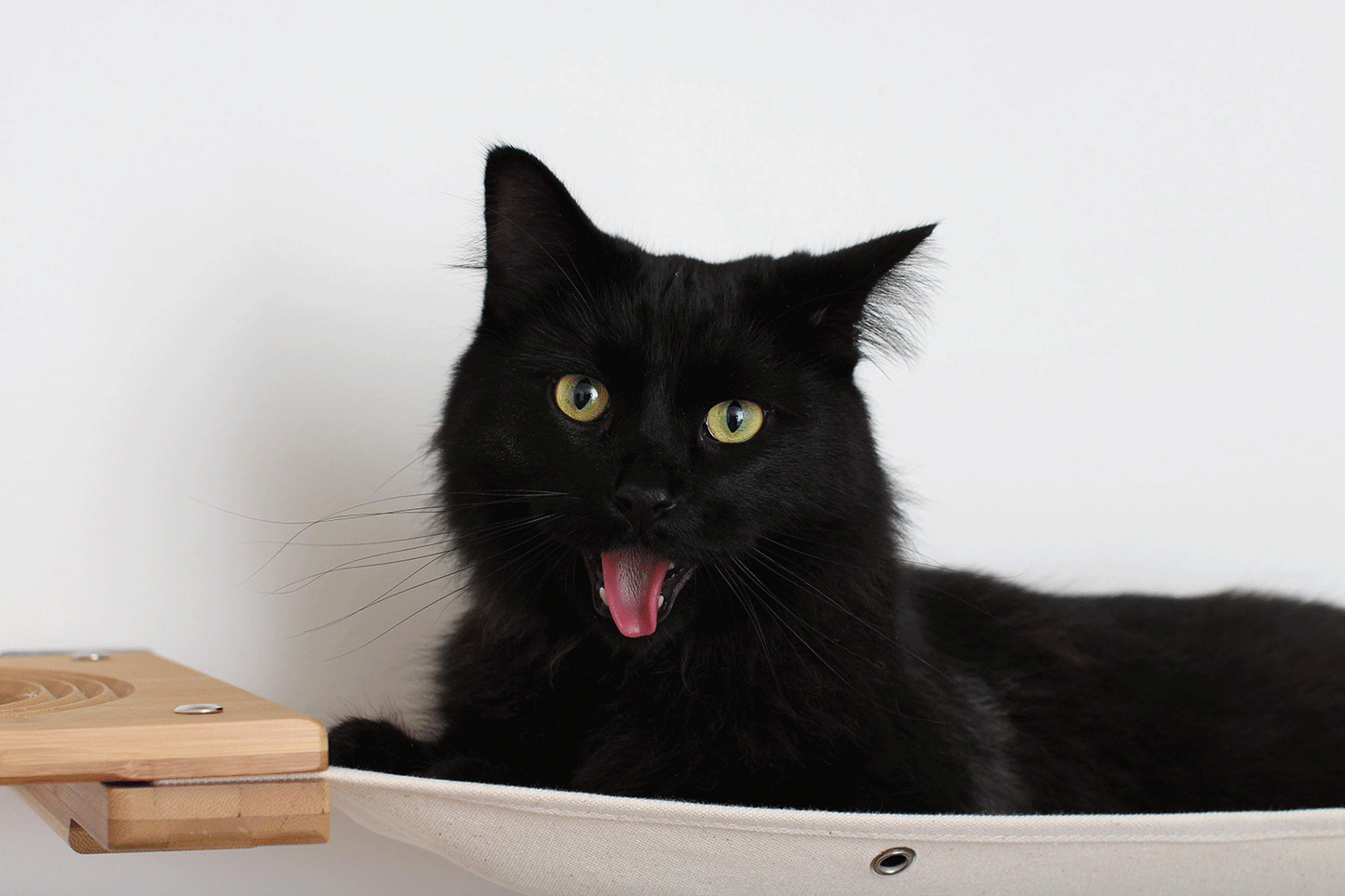 The Climb Condo - Cat Wall Climbing System Cat Condo Catastrophic Creations