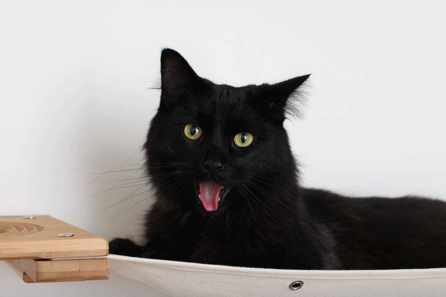 The Climb Condo - Cat Wall Climbing System Cat Condo Catastrophic Creations