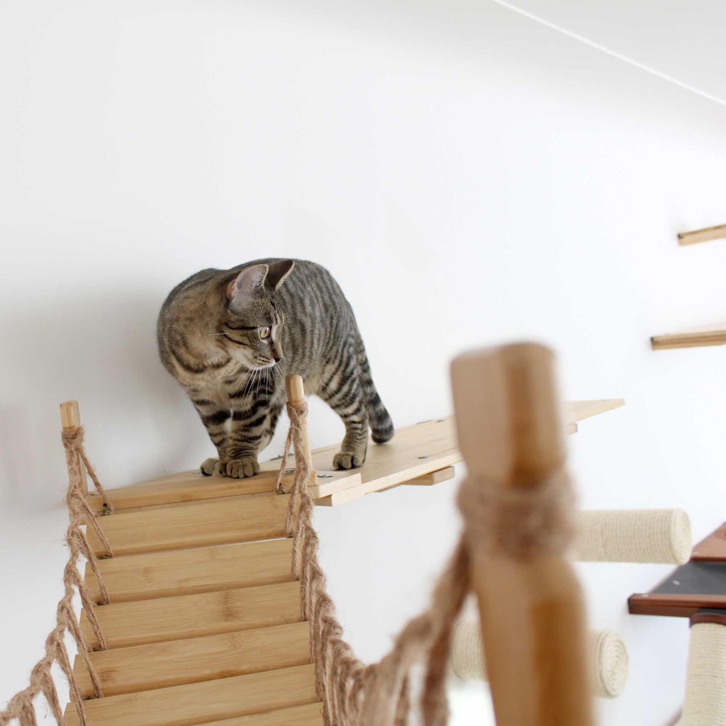Corner Cat Shelf Bridge Cat Bridge Catastrophic Creations