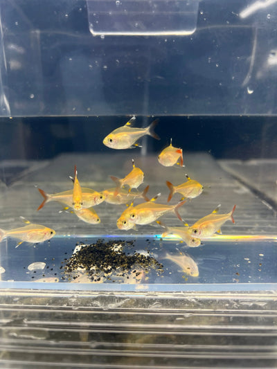 Pristella Golden Tetra PACK OF 6 TETRA Danaqua Live Fish & More