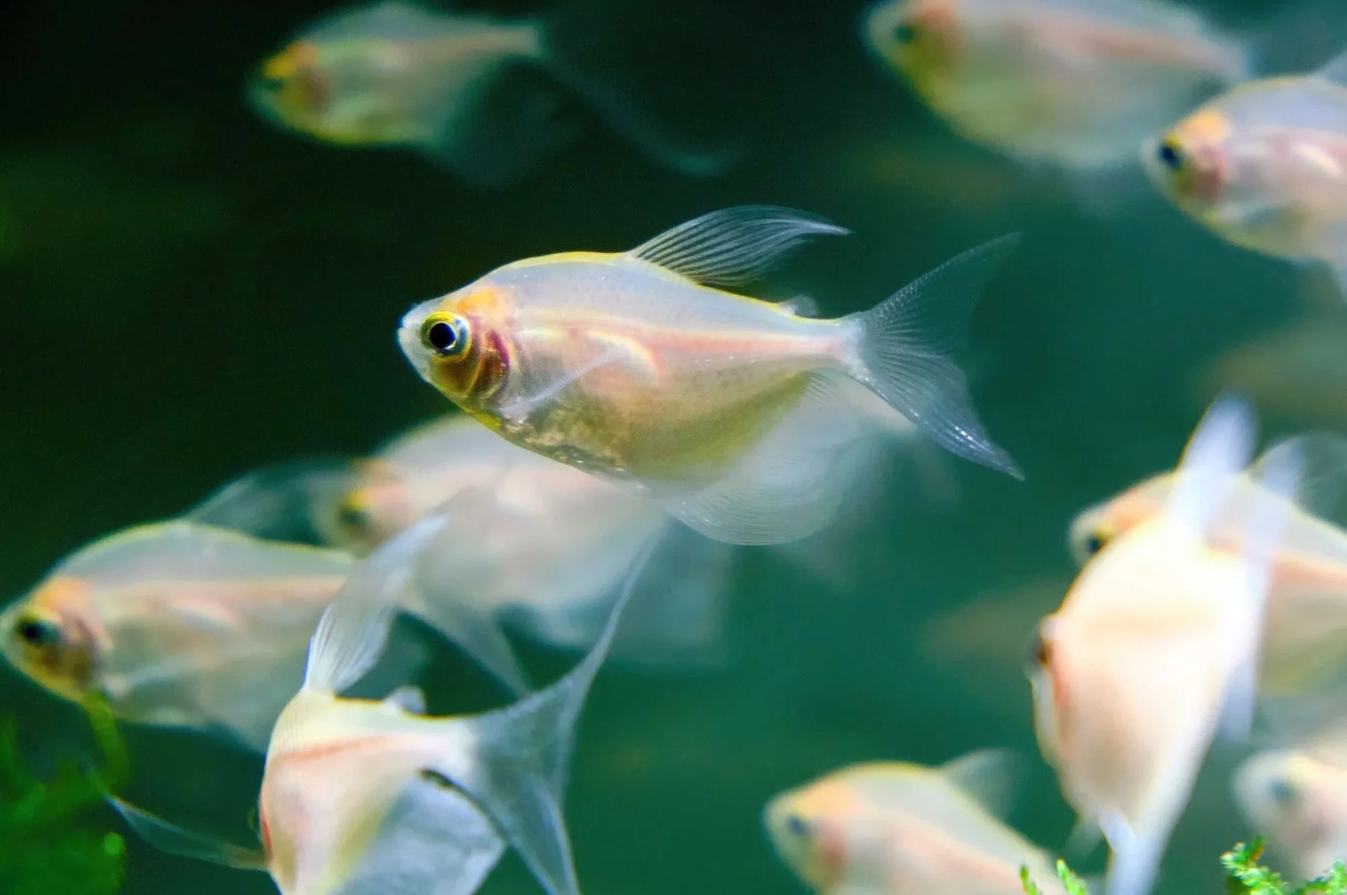 White Skirt Tetra PACK OF 6 TETRA Danaqua Live Fish & More