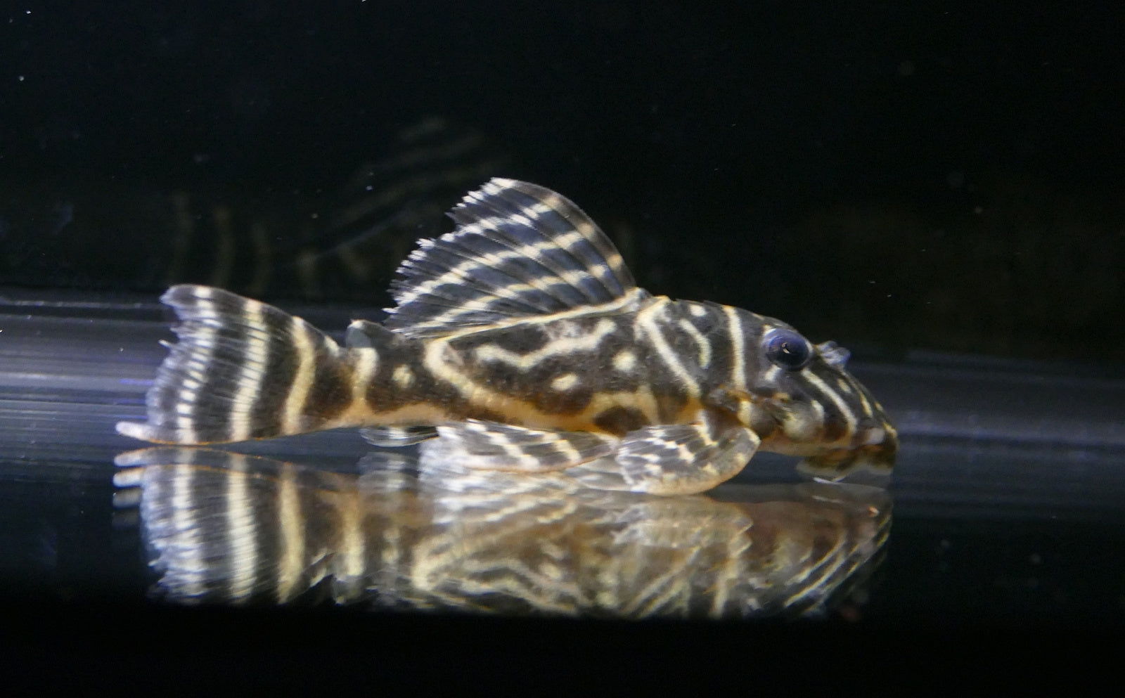 Colombian Zebra Pleco (L129) PLECO Danaqua Live Fish & More