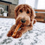 100% Yak Milk Chews for Dogs 100% YAK CHEWS Yak9 Chews