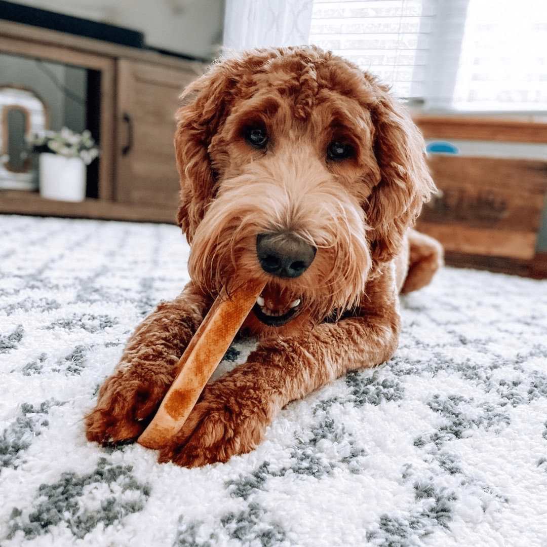 100% Yak Milk Chews for Dogs 100% YAK CHEWS Yak9 Chews