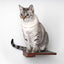 Cat Climbing Shelf Cat shelves/bed Catastrophic Creations